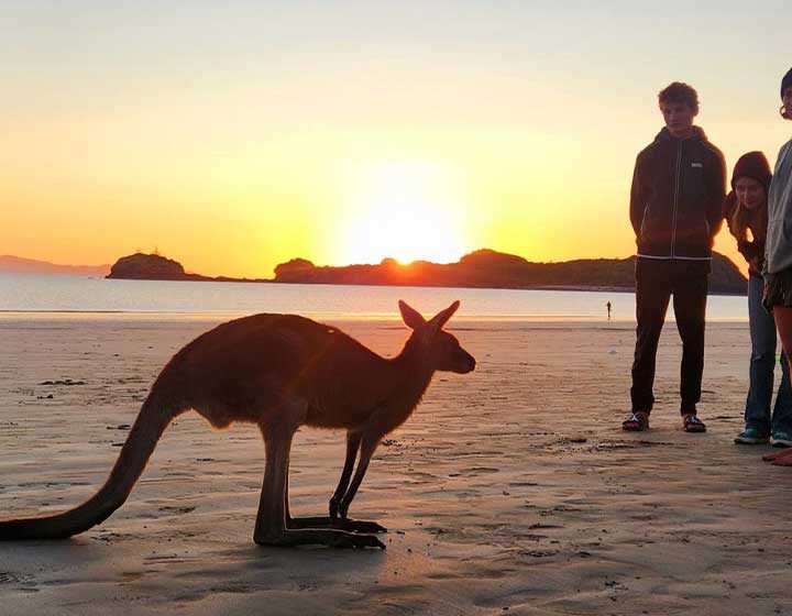 Kangaroo on the beach at Cape Hillsborough at sunrise, with guests watching from a distance