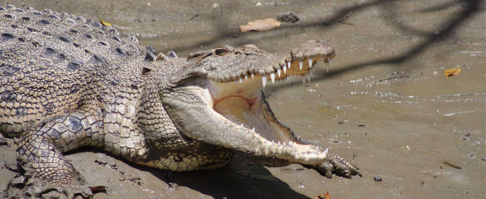 Saltwater crocodile with its jaws open on the muddy bank of the Proserpine River