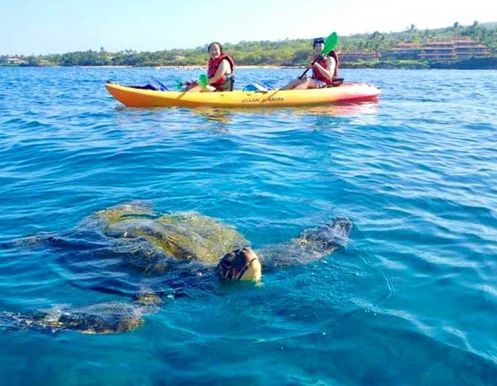 Two paddlers in a double sea kayak watching a green sea turtle surface beside them